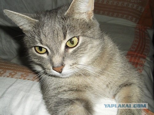 Котовторник 1.11.11