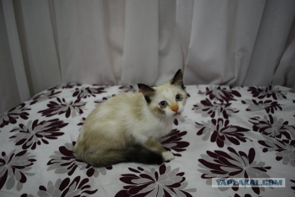 Котовторник! 08.11.11