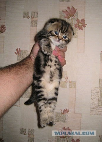 Котовторник 22.11.11