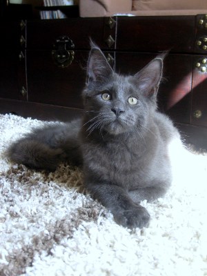 Котовторник 27.12.11