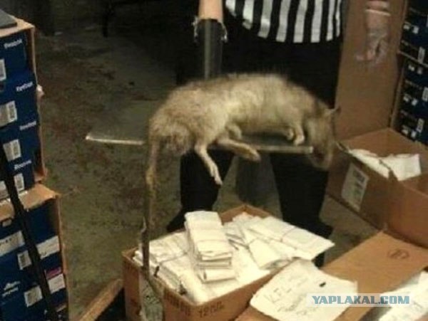 Гигантские крысы в Англии