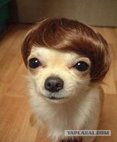 I'm sexy and i know it
