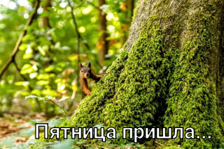 Картинки с надписями, истории и анекдоты 21.11.19