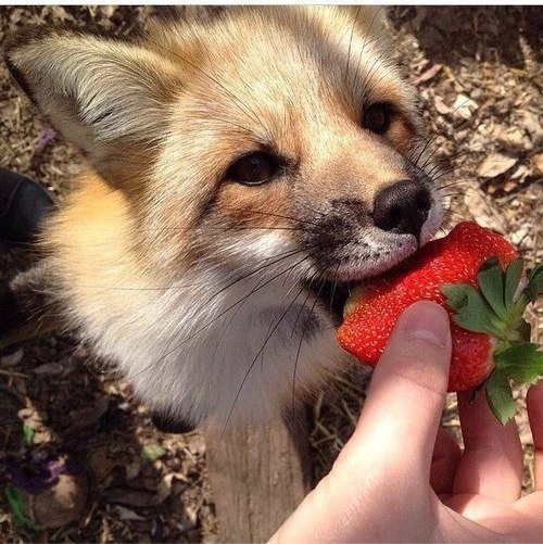 Живность из сети