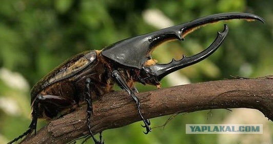 Уродец СШ-75 или самый  несуразный трактор Советского Союза