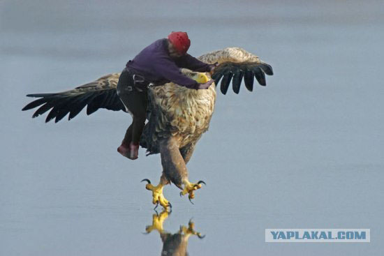 Суровый орел