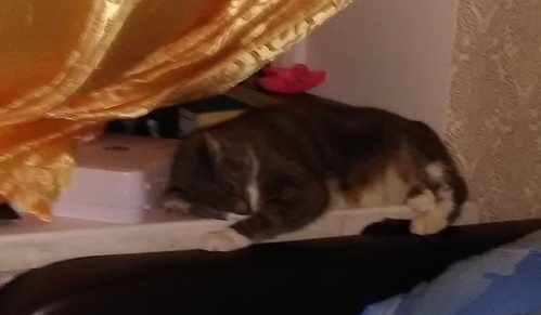 Котовторник. Добавляйте своих