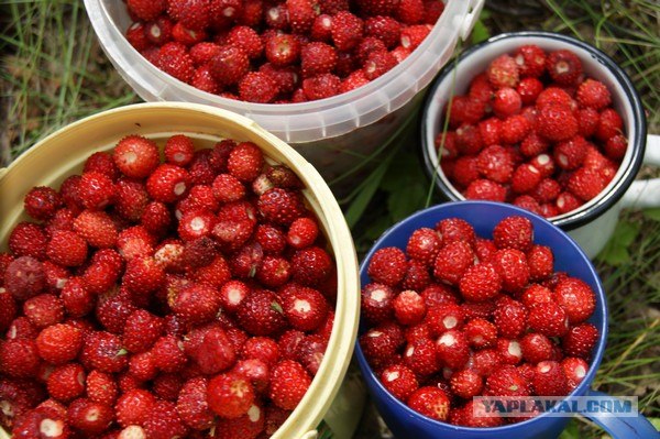 Пятничные посиделки на теплотрассе ©