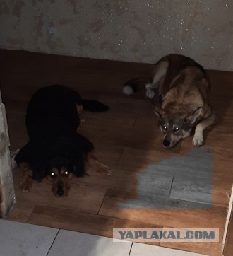 Фроська