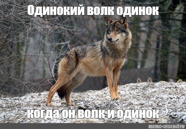 Опять волки. Зимой