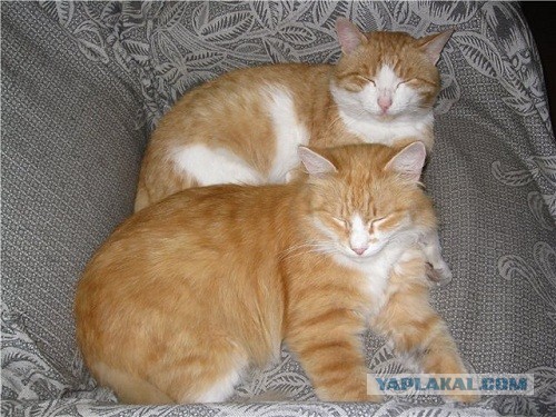 Котовторник Рыжих