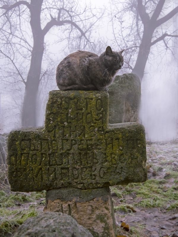 Кошки на развалинах города Помпеи