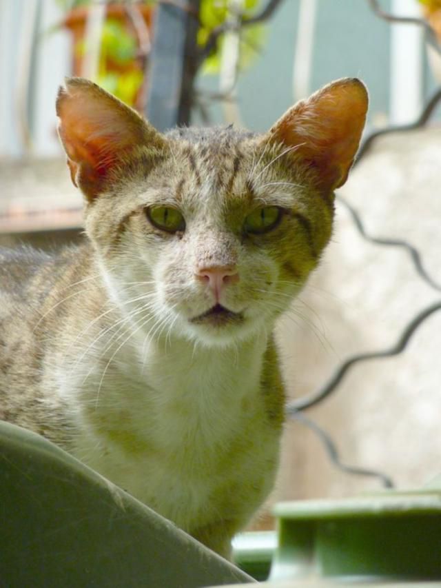 12 самых смешных котов в истории комического конкурса Comedy Pet Photography Awards