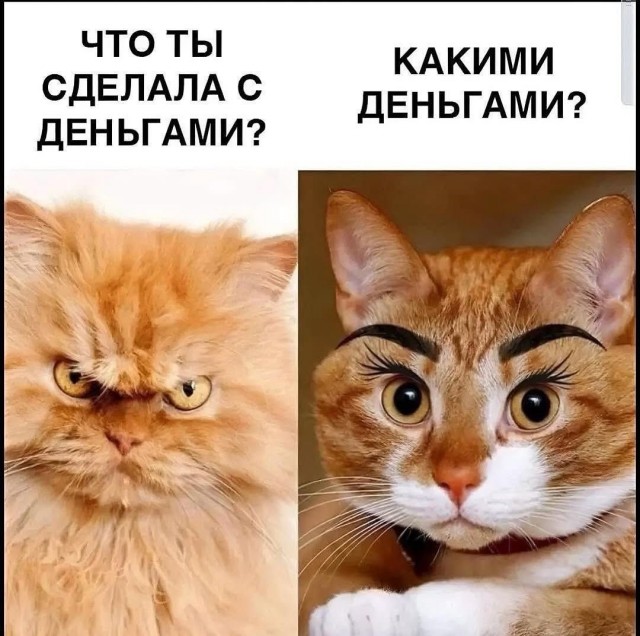 К котовторнику: подборка картинок-баянов с котиками и про котиков. Выпуск 10