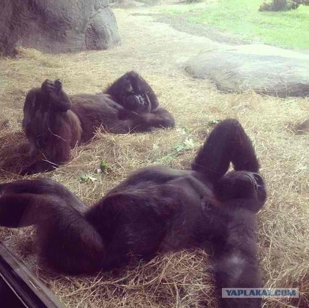 Есть чо еще?