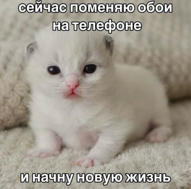 К котовторнику: подборка картинок-баянов с котиками и про котиков. Выпуск 17