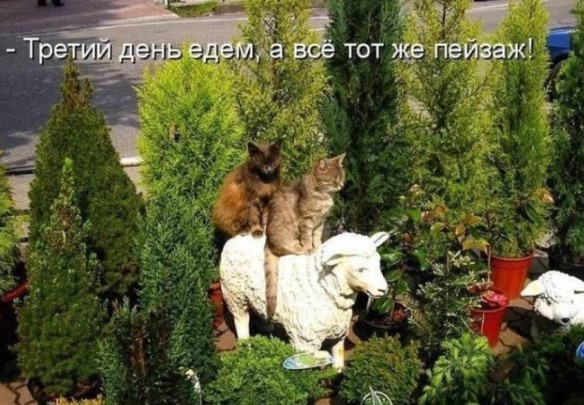 Картиночки, баянчики 19 июля