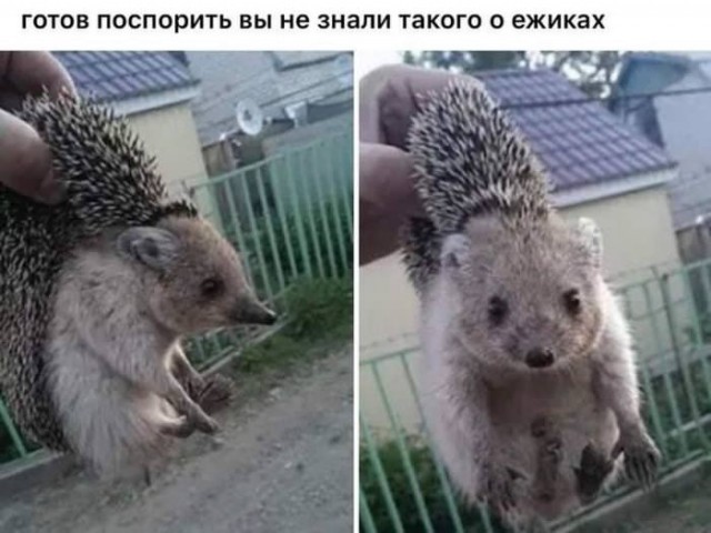 Веселые картинки в пятницу 07.08
