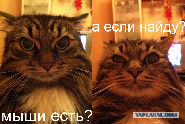 Котик