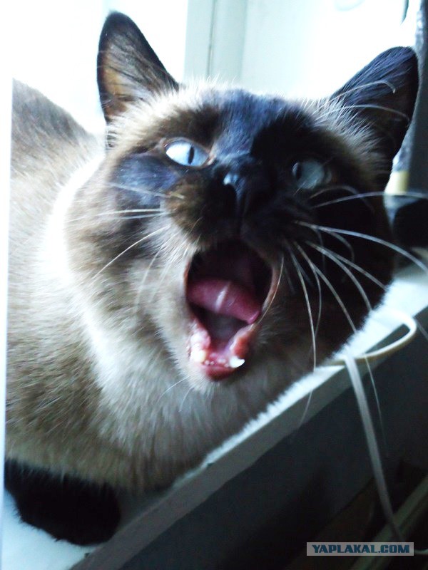 Котовторник  28.01.14