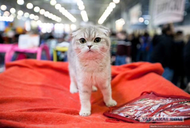 Международная выставка кошек Кэтсбург 2014