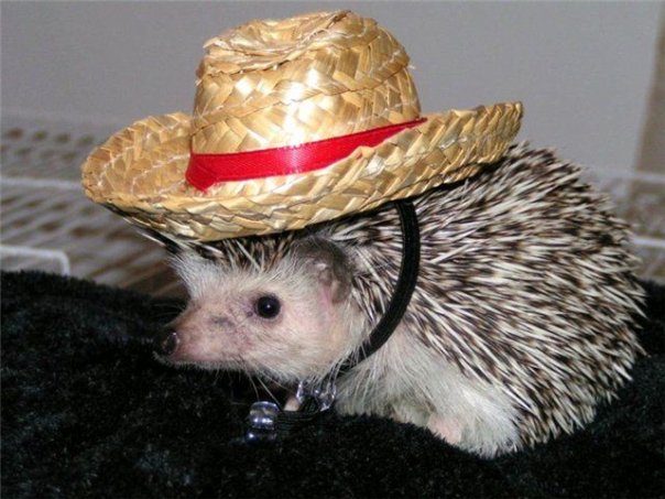 Подборка забавных и курьезных фотографий