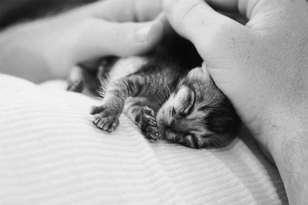 Про котенка. Грустная история.