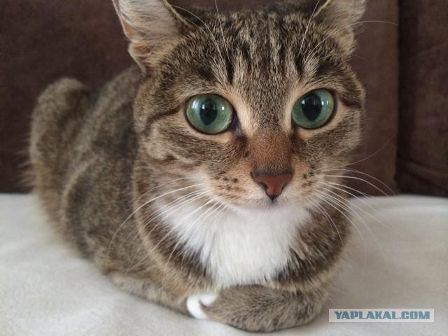Котовторник 01.07.2014