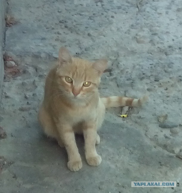 Котовторник 09.09.2014