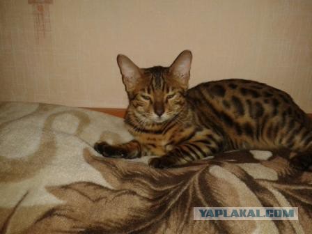 Котовторник 23.09.2014.