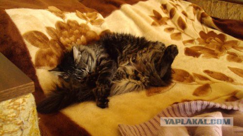 Мой кот. Без политики