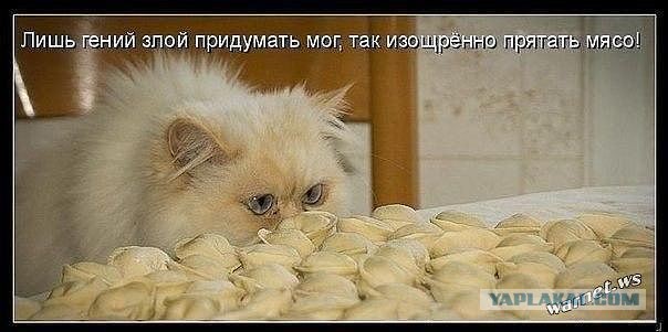 Весёлое из сети