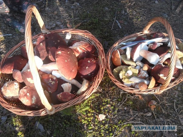 Вспомним лето! Вылазка за грибами.