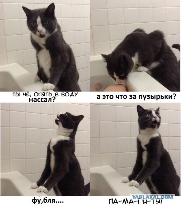 Реакция моей кошки, когда я купаюсь)
