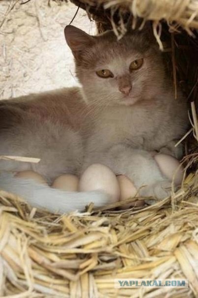 Мы такие разные… И все-таки мы вместе!