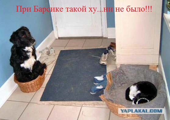 Гнездо для котэ.