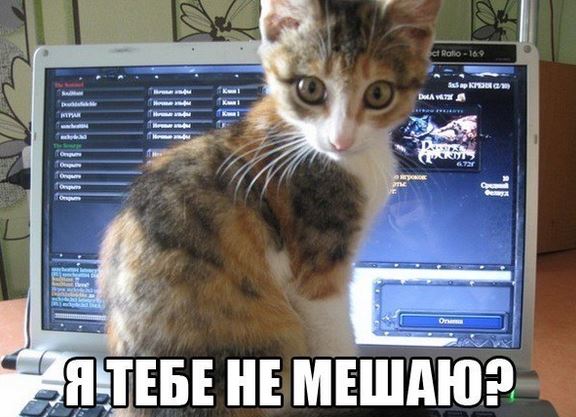 25 котофотоприколов.