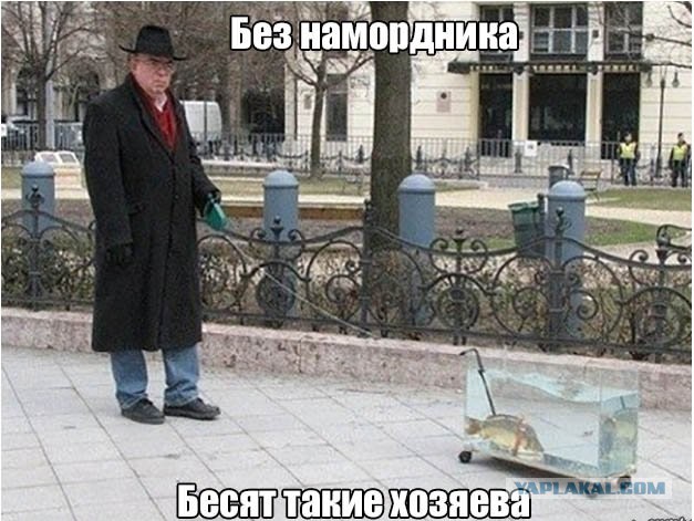 Хозяев бойцовых собак
