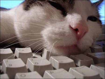 В интернете никто не знает что ты кот, никто!