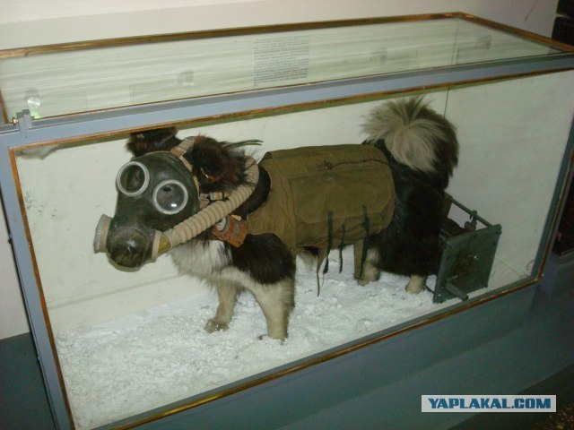 Как питомцы видят вас?