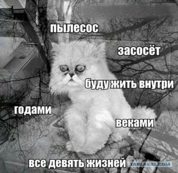 О важном. Проблемы котов