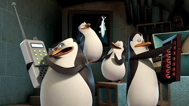 Пятеро пингвинов сбежали из зоопарка