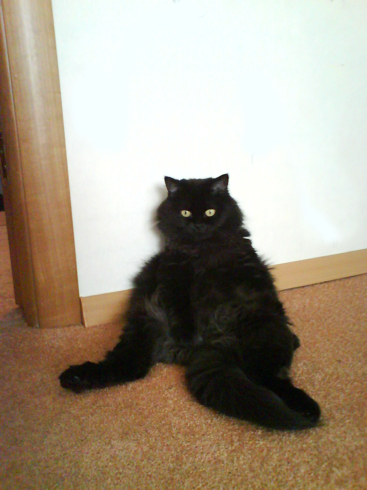 А может ну его. Волк из м ф жил-был пес. Совесть прикол. Ну ее эту работу. А ну ее работу.