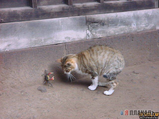 Коты, кошки, котята