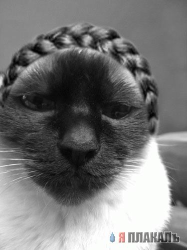 Коты, кошки, котята