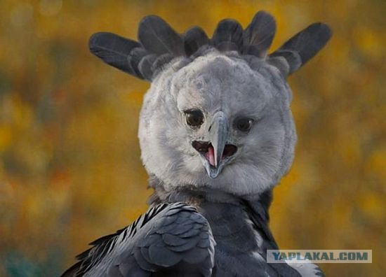 Подборка интересных и веселых картинок