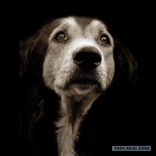 Этот ВЗГЛЯД!