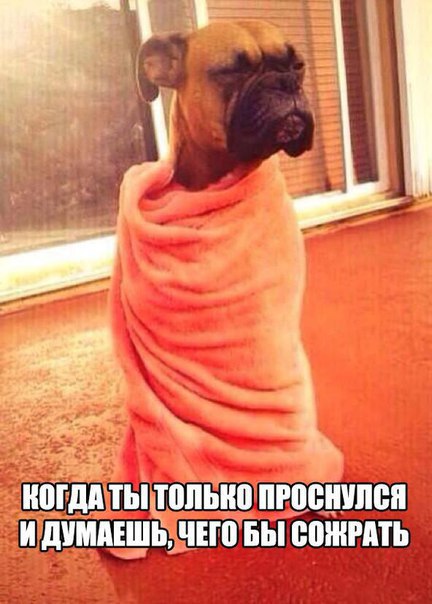 Мохнатые беспредельщики