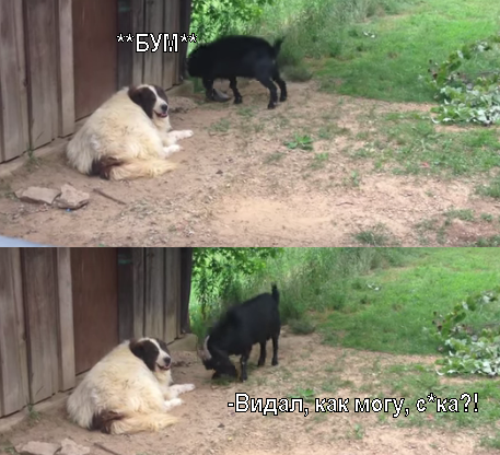 Козёл нарывается