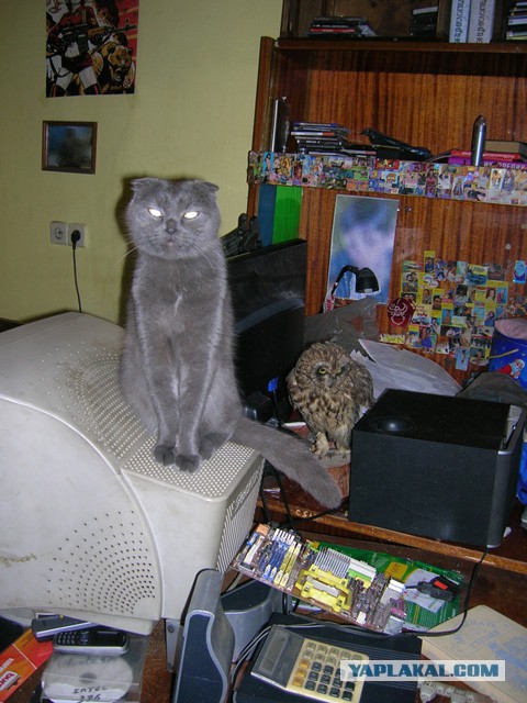 Что делать с котом
